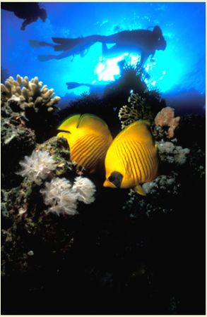 in the Red Sea a pair of butterfly fish shelter from the ... by Fiona Ayerst 