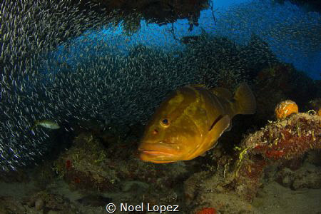 nassau grouper, and silverside fish in the back ground, c... by Noel Lopez 