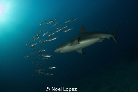 caribean reef shark chaising school of fish.canon 60D,TOK... by Noel Lopez 