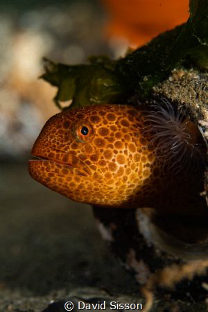 Juvenile wolf eel curious about me. by David Sisson 