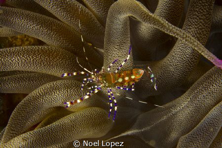 spotted cleaner chimp, on anemone, canon 60D , canon lens... by Noel Lopez 