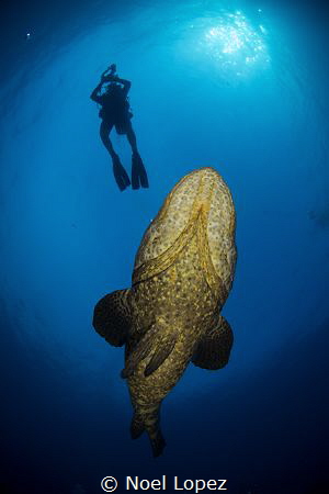 goliath grouper and a diver,canon 5D mark 3, tokina lens ... by Noel Lopez 