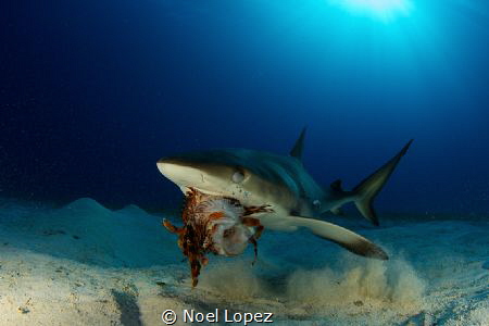 caribean reef shark eating a lion fish.canon 60D, tokina ... by Noel Lopez 