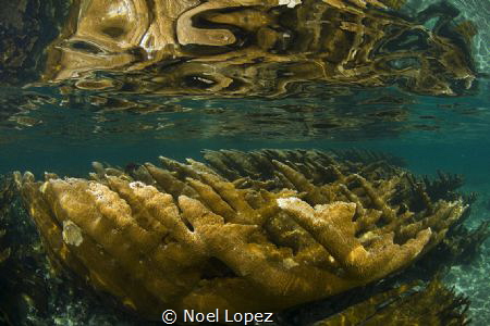 Elkhol coral ,nikon D800E, tokina lens 10-17mm at 10mm.tw... by Noel Lopez 