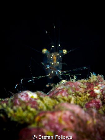 Shrimp, Glass Cleaner - Urocaridella sp. by Stefan Follows 
