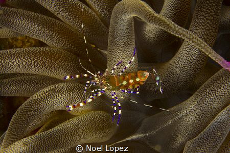 spoted cleaner shirmp on anemone. canon 60D,canon 60 mm m... by Noel Lopez 