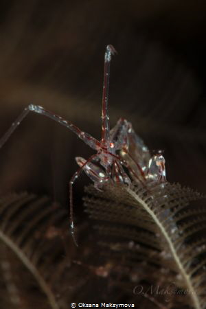 Red-Strip Skeleton shrimp  (Protella similis) by Oksana Maksymova 