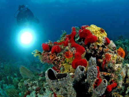Reef scene with coral, diver, and slave strobe. D70, 10.5... by David Heidemann 