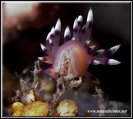 Another nudi for today named “Much-Desired Flabellina”; a... by Yves Antoniazzo 