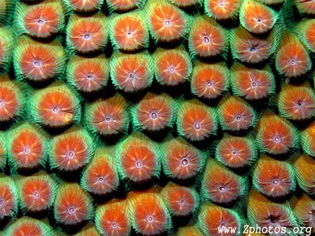 Great Star Coral polyps during the day by Zaid Fadul 