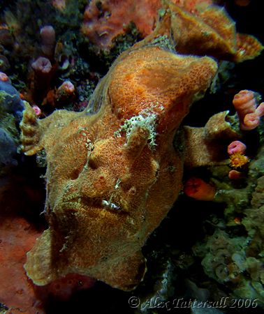 Dumb looking orange frogfish hanging from the underside o... by Alex Tattersall 