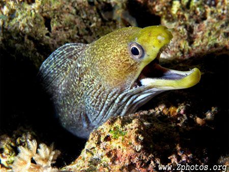 I creeped a little too close to this juvenile undulated eel by Zaid Fadul 