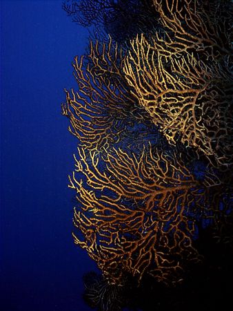 Deepwater Gorgonians on a wall dive in Cozumel. by Steven Anderson 