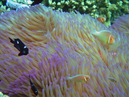 Giant Magnificient Sea Anemone and Friends by Chuck See 