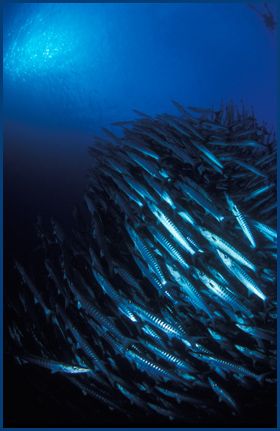 school of Barracuda and diver silhouette in the Solomons.... by Fiona Ayerst 