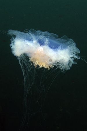 Lions Mane Jellyfish. St Abbs, Scotland. Taken with Oly C... by J Mark Webster 