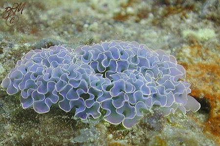 Lettuce Sea Slug (Elysia crispata)from Curacao. Nikon Coo... by Brian Mayes 