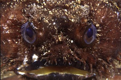 Plenty of these cheeky Toadfish around the Exmouth Navy P... by Richard Smith 