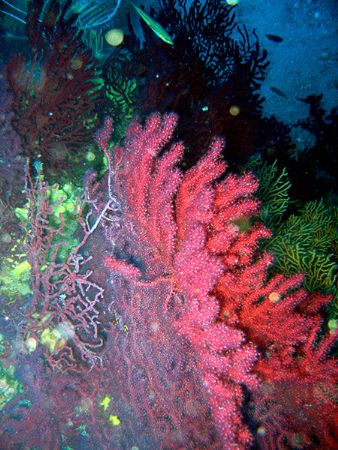 Italian Reef at Capo Poro Dive Point
(Isola d'Elba) - Ca... by Riccardo Colaiori 
