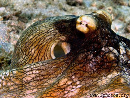 Portrait ofa common reef pctopus by Zaid Fadul 