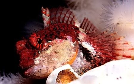 From the fantasice dive sites in Port Hardy, Sculpin on a... by Rand Mcmeins 