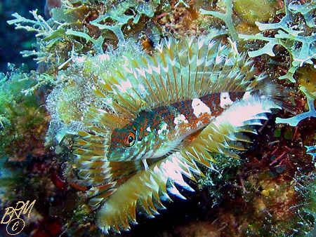 Saddled Blenny resting on a Feather Duster. How do they d... by Brian Mayes 