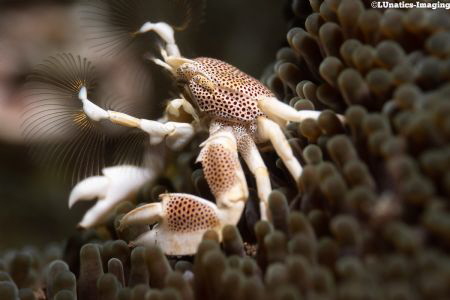 Anemone Crab (Neopetrolisthes maculatus) fishing for food. by Luca Keller 