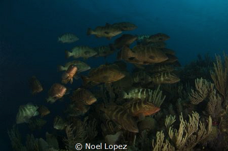 nassau grouper aggregation spawning, nikon D2X, tokina le... by Noel Lopez 