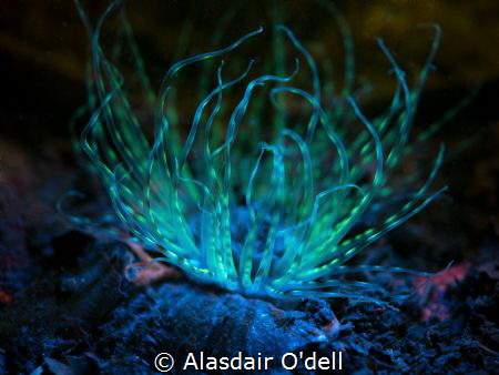 Fluorescence photography of an anemone in Scotland. It's ... by Alasdair O'dell 