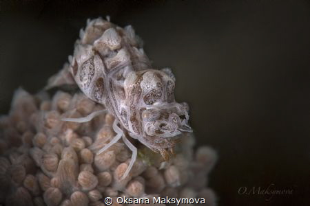 Humpback Soft Coral Shrimp (Hippolyte dossena) by Oksana Maksymova 