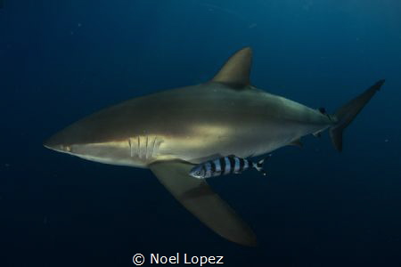 silky shark and pilot fish, canon 5D mark III, tokina len... by Noel Lopez 