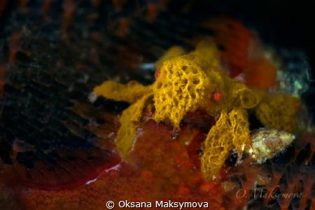 Decorator Crab (Achaeus sp.)  by Oksana Maksymova 