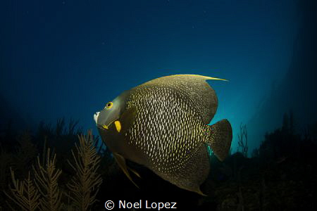 french angelfish,canon T2i,tokina lens 10-17mm at 10mm,tw... by Noel Lopez 
