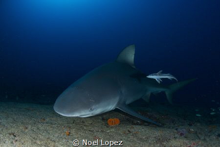 bull shark,nikon D800E, tokina lens 10-17mm, at 15mm, two... by Noel Lopez 