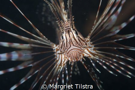 Spreading Wings
A lion fish at the house reef of Thalatt... by Margriet Tilstra 
