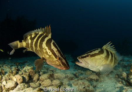 nassau groupers encounter,canon 5D mark 3. tokina lens 10... by Noel Lopez 