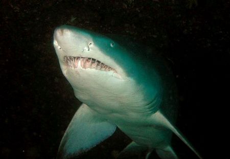 Grey Nurse Shark Taken at Magic Point Sydney by Peter Simpson 