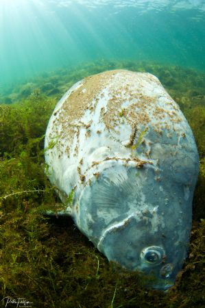 RIP carp by Pieter Firlefyn 