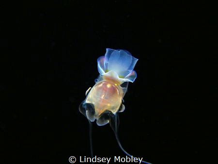 Sea Butterfly.  Taken on a Blackwater dive in Grand Cayman. by Lindsey Mobley 