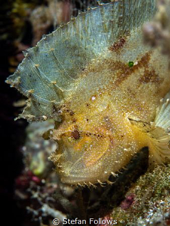 Poise

Leaf Scorpionfish - Taenianotus triacanthus

B... by Stefan Follows 