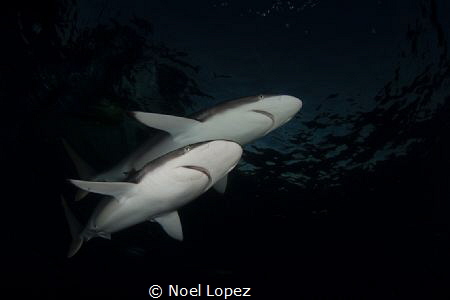 two silky sharks, nikon D800E, tokina lens 10-17mm at 15m... by Noel Lopez 