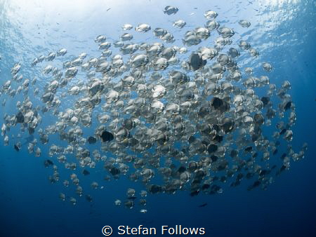 Crosstown Traffic

Longfin Batfish - Platax teira

Sa... by Stefan Follows 