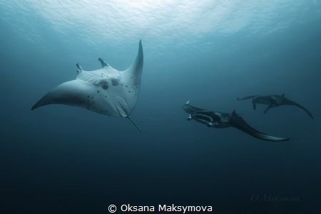 Manta Rays in the blue of Indian Ocean by Oksana Maksymova 
