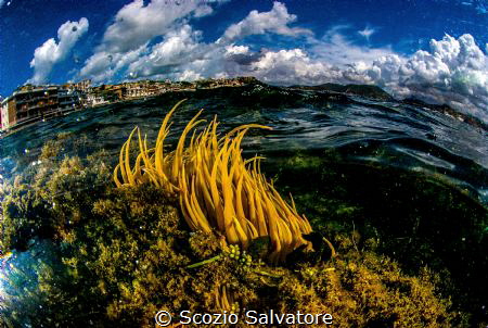 Sea anemone by Scozio Salvatore 