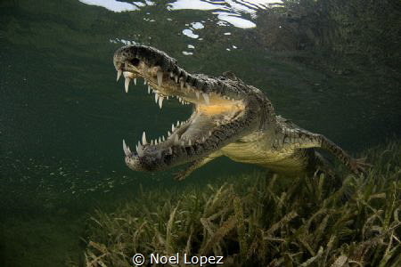 american crocodyle, nikon D800E, tokina lens 10-17mm at 1... by Noel Lopez 