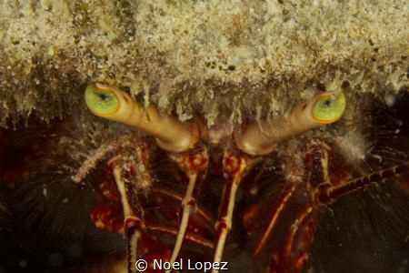 Hermit crab, Canon 60D, canon lens 100mm macro, two ikeli... by Noel Lopez 