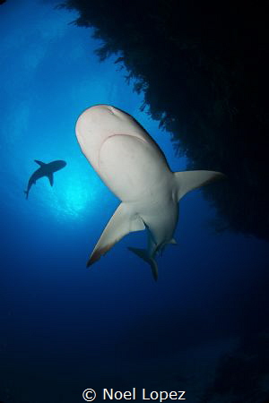 Caribean Reef Shark, nikon D800E, tokina lens 10-17mm at ... by Noel Lopez 