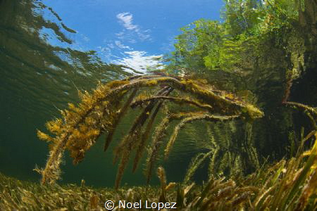 mangrobe forest underwater, nikon D800E, tokina lens 10-1... by Noel Lopez 