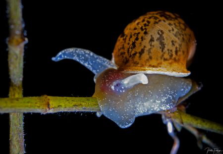 freshwater slug by Pieter Firlefyn 