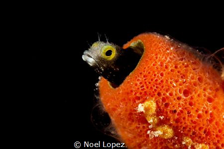 blenny, canon 60D, canon macro lens 60mm, two ikelite sub... by Noel Lopez 